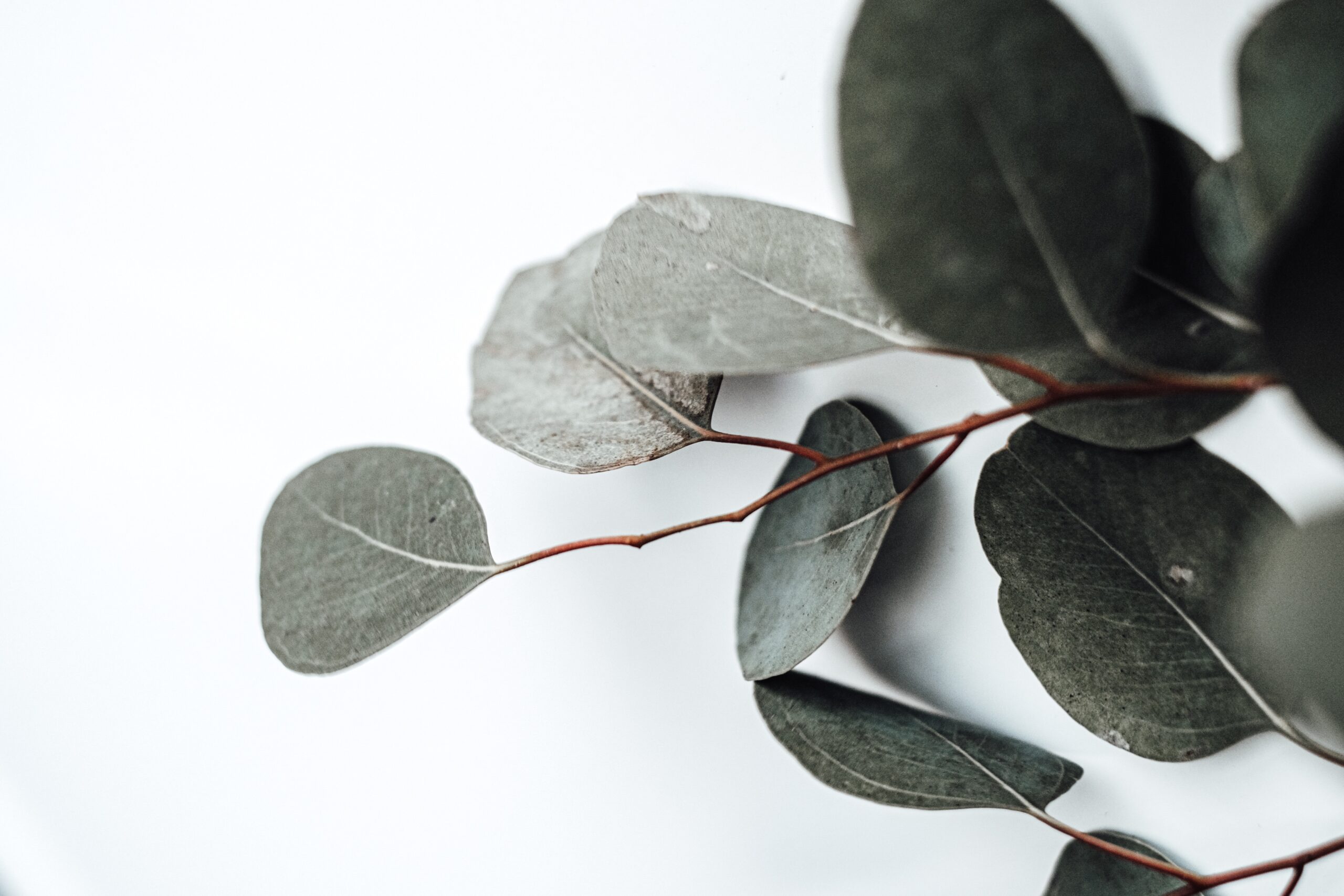 werkgevers en bedrijven